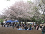 下馬中央公園『桜まつり』