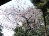 太子堂5丁目町会『桜まつり』