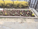 「世田谷グリーンインフラ」の普及に向けた雨庭づくりの活動